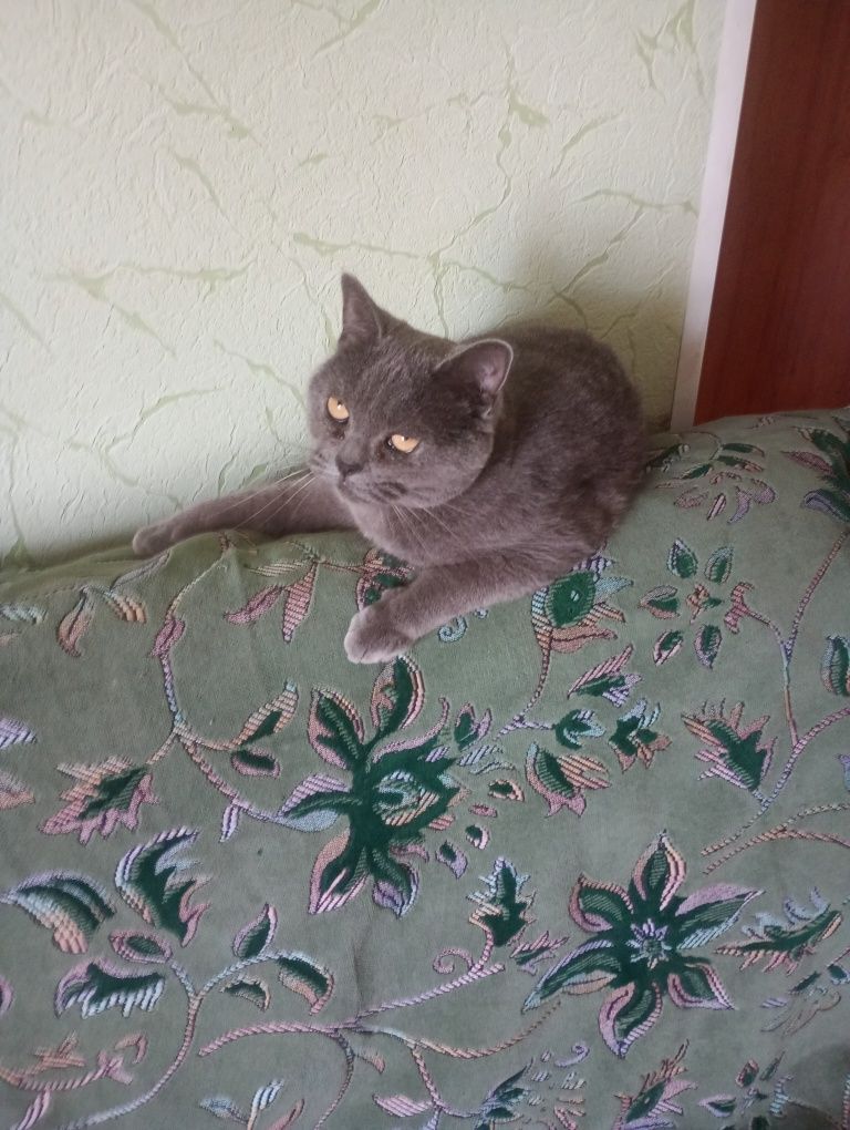 Віддам в добрі руки
