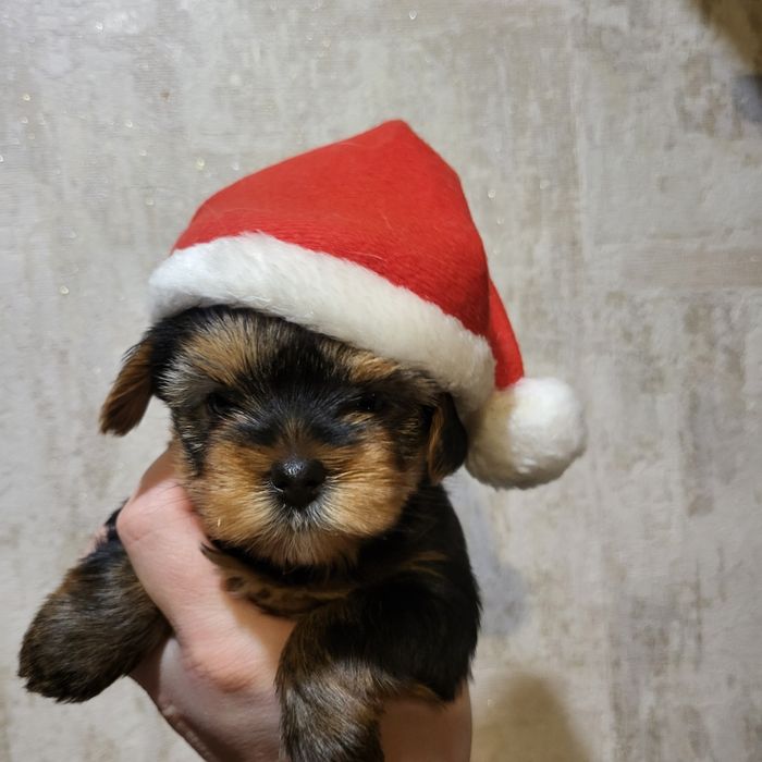 7500  Чудові цуценята йорки. Київ