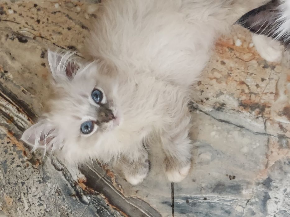 Ragdoll-Wydanie KOTKA-koniec X.25-rodowód,badania
