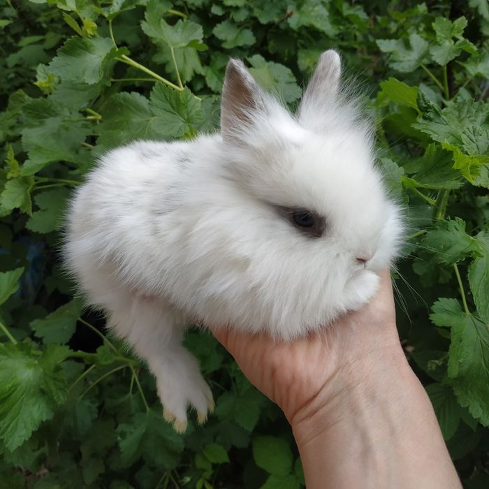 Львиноголовый миникролик породистые крольчата купить в Харькове кролик