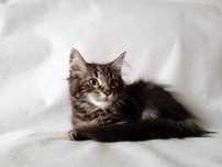 Piękna kotka  Maine Coon