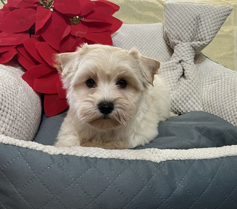 Golddust yorkshire terrier piesek