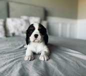 Cavalier King Charles - piesek trkilor