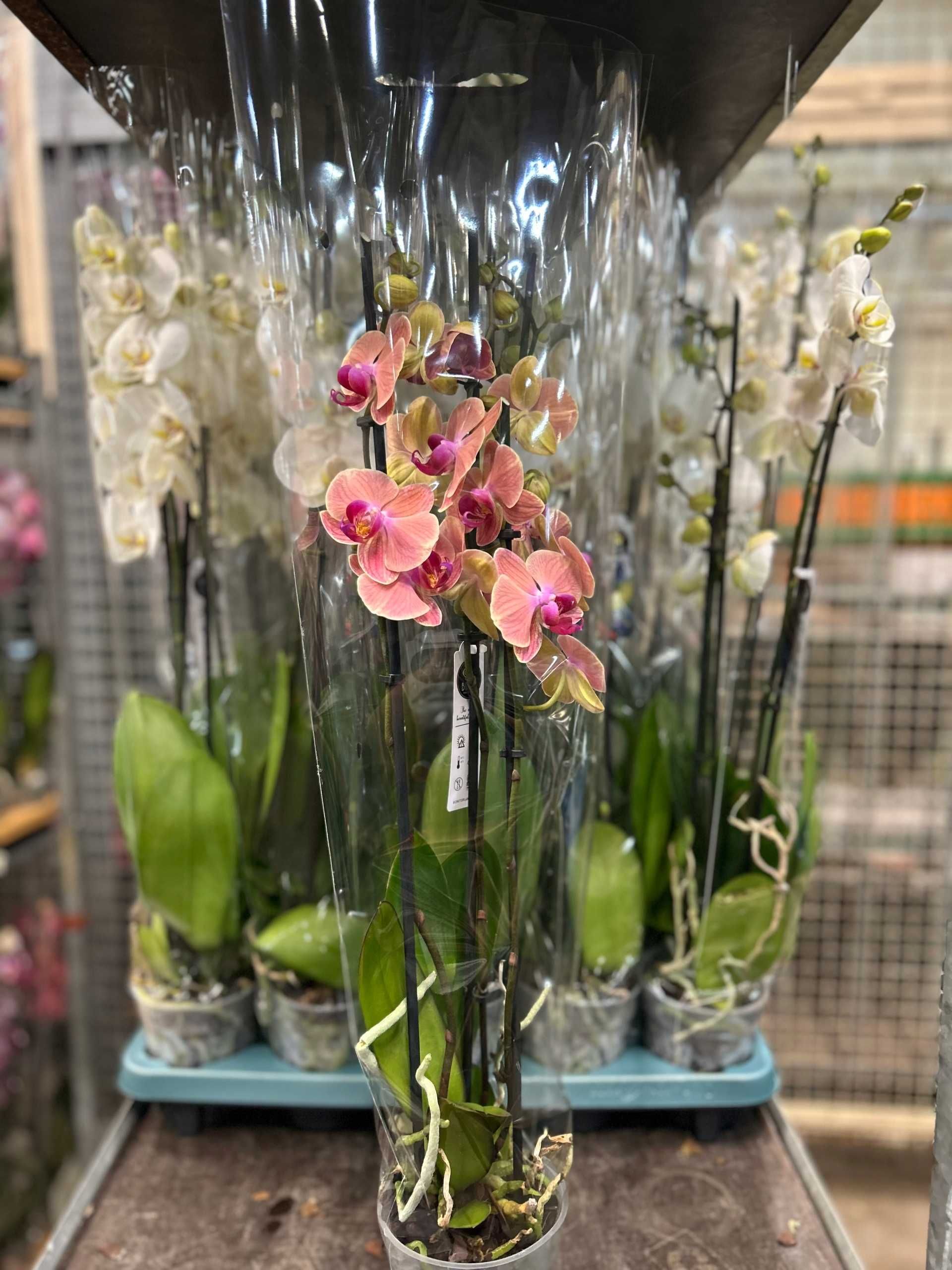 Phalaenopsis  12Ø 60cm 3 Pędy