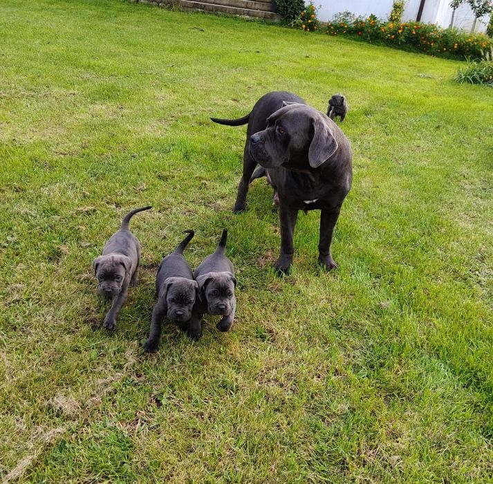 Cane Corso błękitne szczeniak