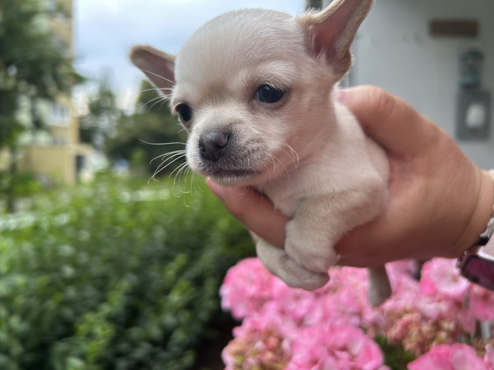 Piesek Chihuahua ecru rodowód