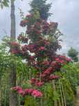 GŁÓG 'Paul's Scarlet' Wys ok. 250cm Donica 65l
