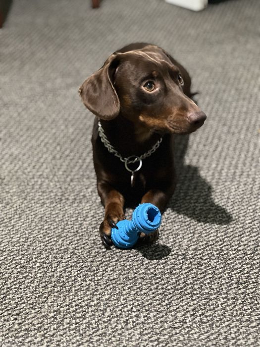 Шоколадний красунчик такса шукає подружку