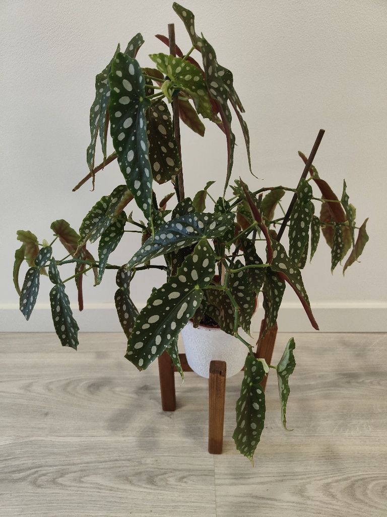Begonia maculata // planta interior