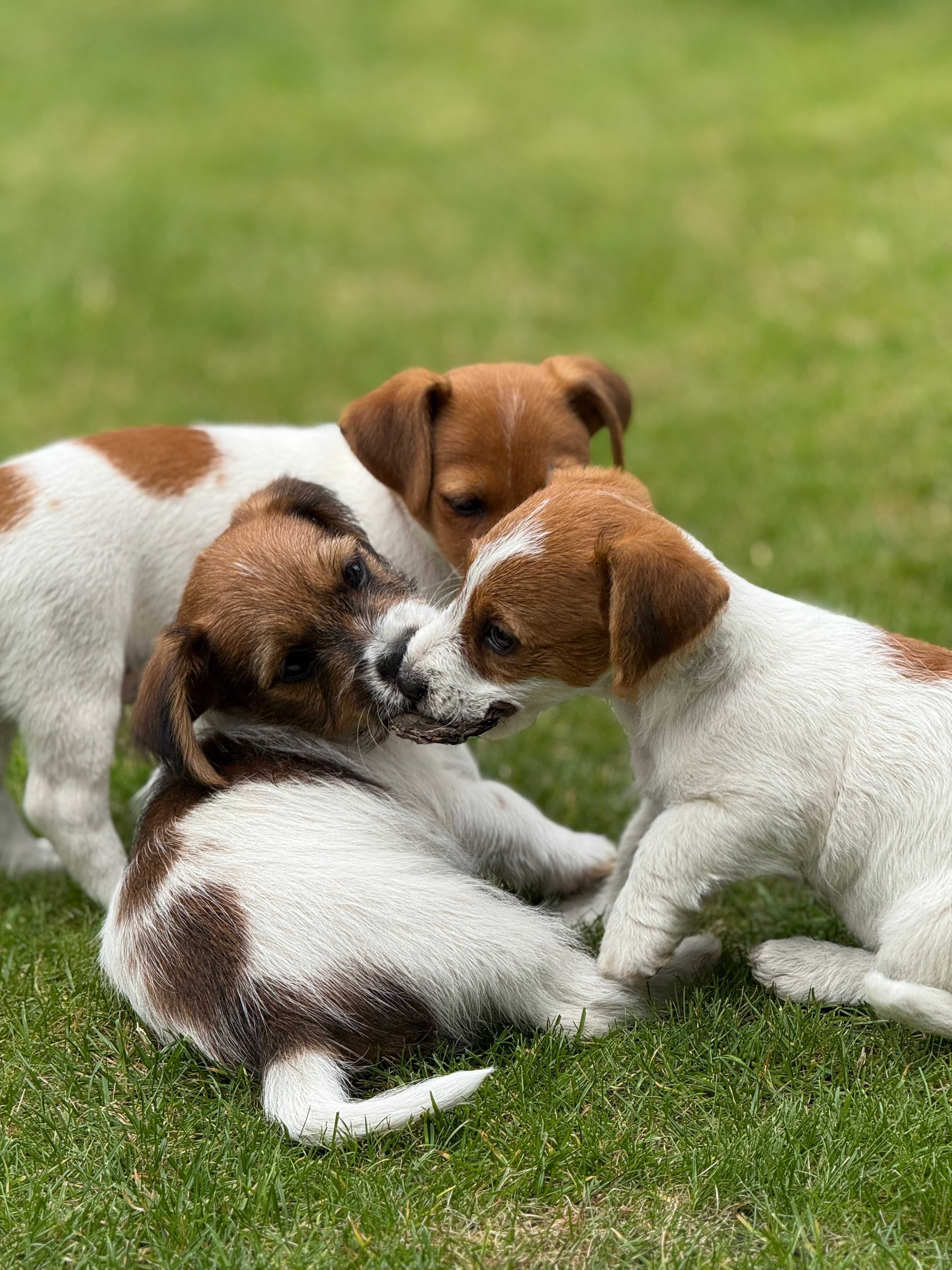 Jack Russell Terrier piesek od #Smartie Jacks # rodzice ZKwP/ FCI
