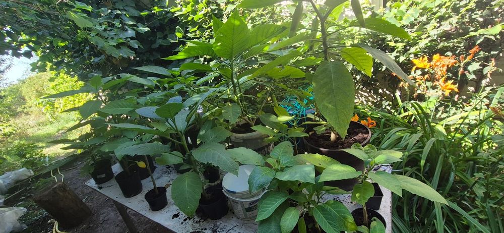 Datury rośliny kwiaty