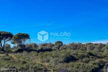 Terreno  Venda em Almoster,Santarém