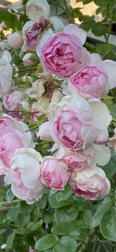 Плетистая ароматная крупноцветковая роза - Жасмина