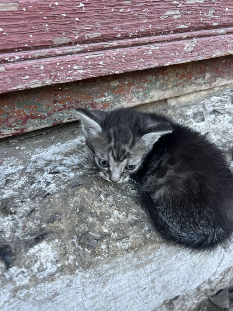 Віддаємо в добрі руки кошинятка безкоштовно