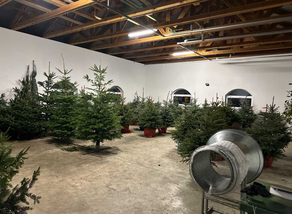 Choinki świerk srebrny, świerk pospolity, jodła kaukaska