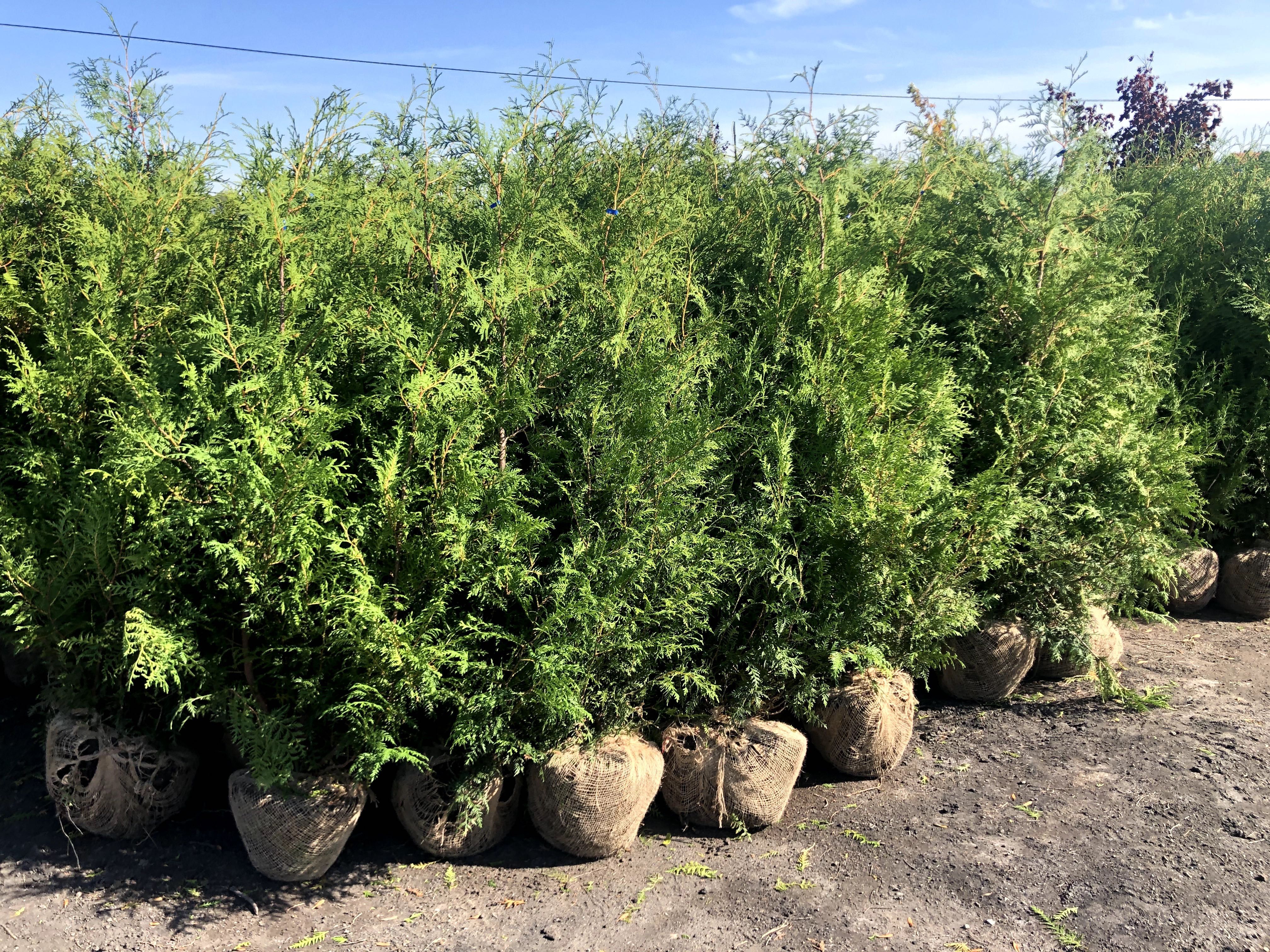 Thuja Smaragd 180-200 cm i inne tuja Szmaragd żywopłot Transport