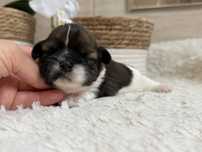 Shih tzu, prześliczna suczka, tricolor.