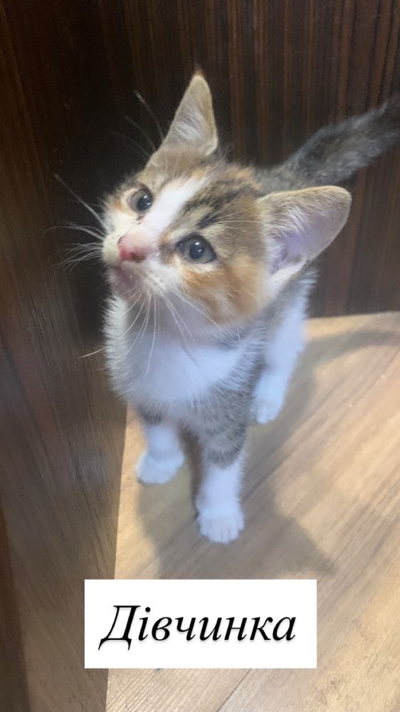 Віддам кошенят безкоштовно