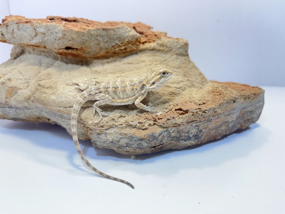 Agama Brodata Agamy brodate