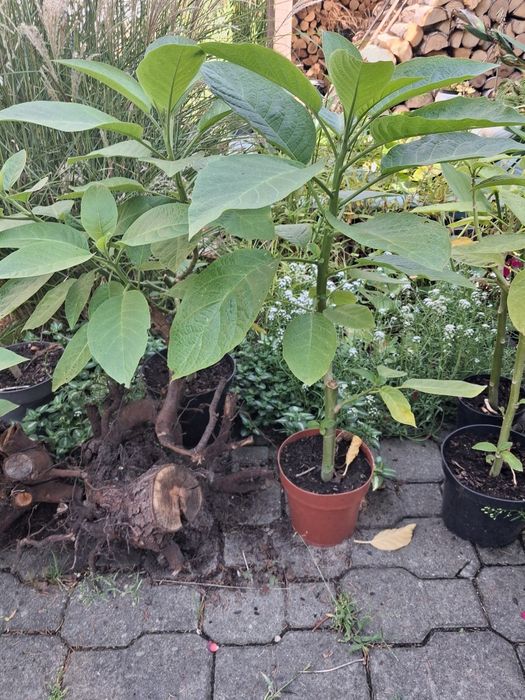 Datura żółta młode rośliny