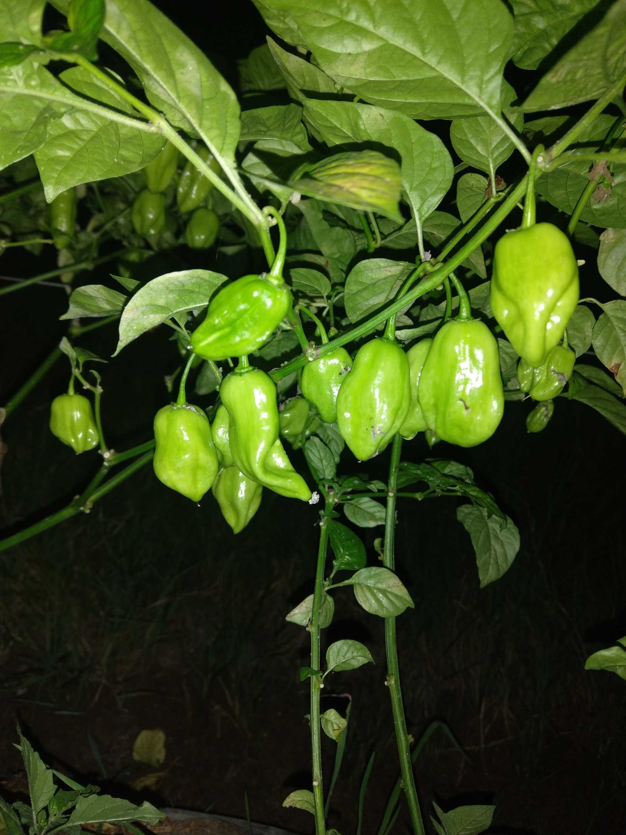 Pimenta várias variedades