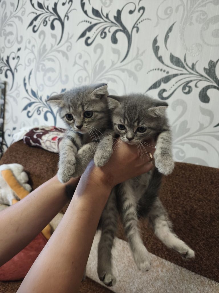 Продам чистокровный шотландских веслоухих котят