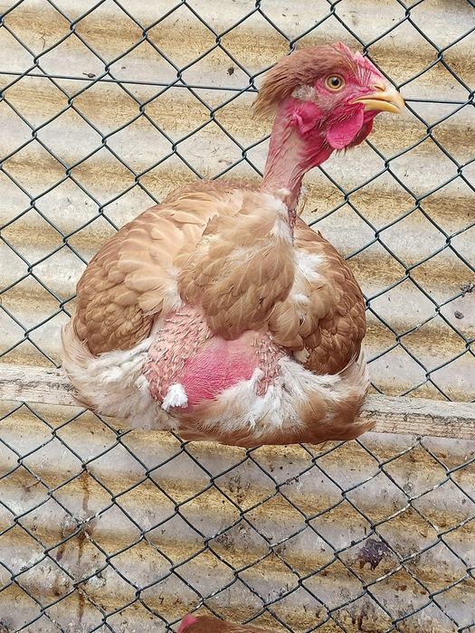 Galinhas /Ovos caseiros