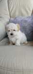 Bichon Maltês macho disponível