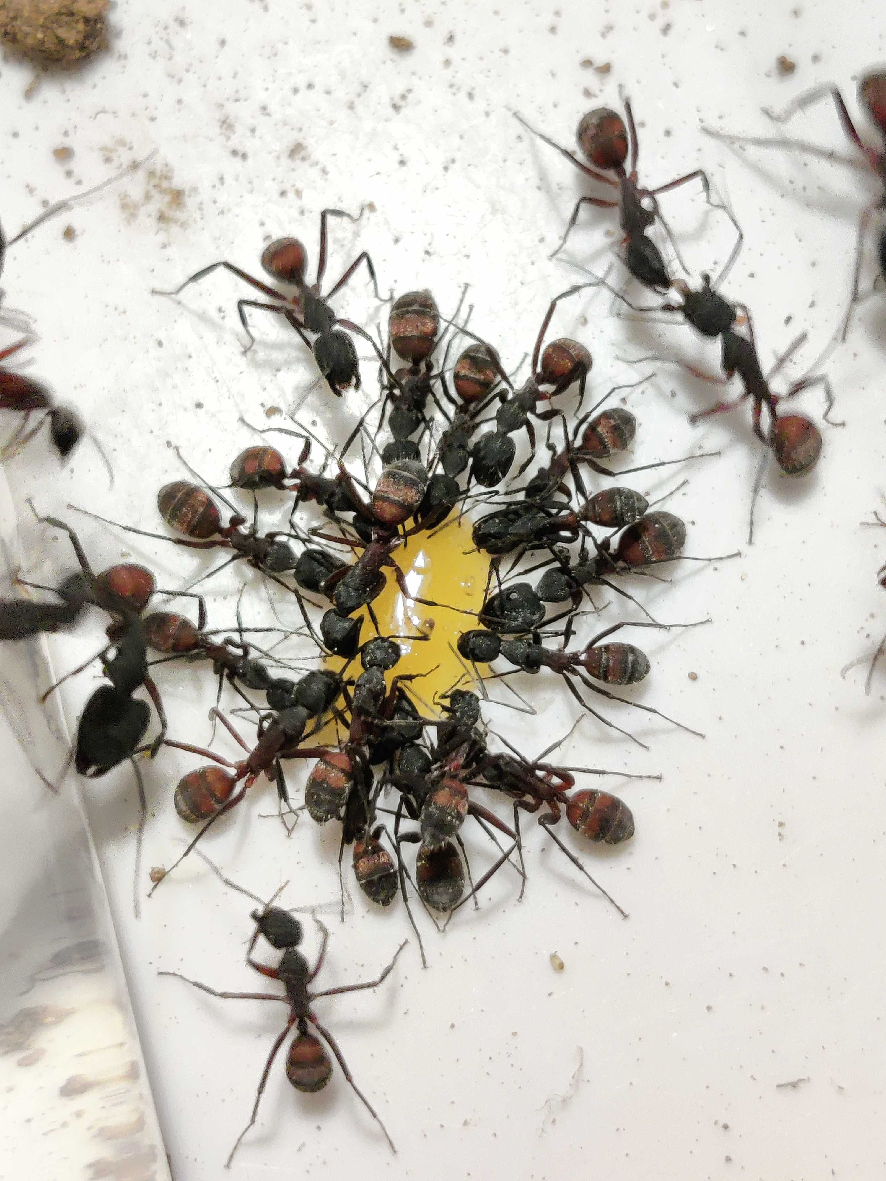 Quinta de formigas média completa - amarela
