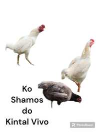 Pintos Ko Shamos