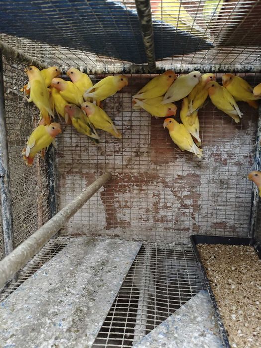 Roseicollis Opalinos Lutinos