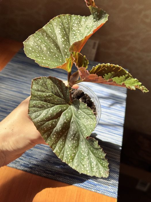 Бегонія кімнатна рослина