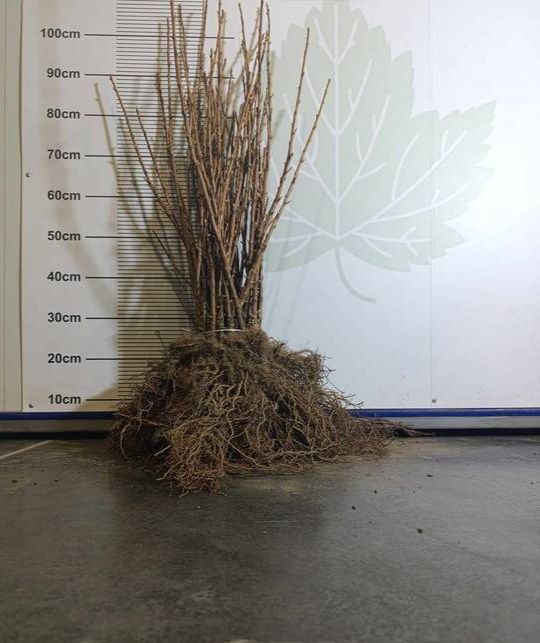 Porzeczka czarna tihope