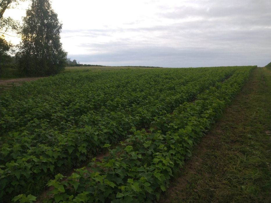 Sadzonki porzeczki czarnej TIHOPE GOFERT (licencja IO ) Jesień 25