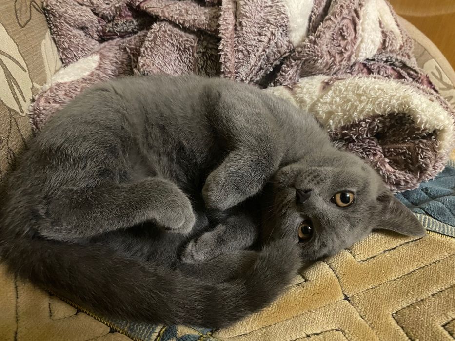 Британський кіт короткошерстий