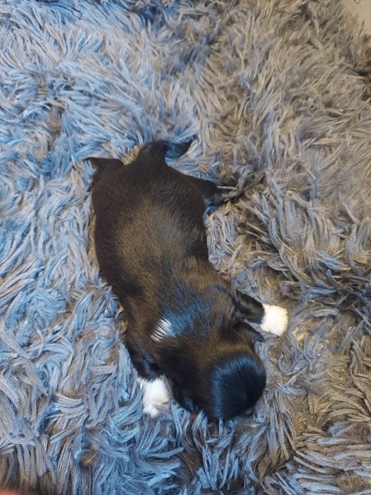 2 krycia  Shih-Tzu-pies reproduktor z rodowodem