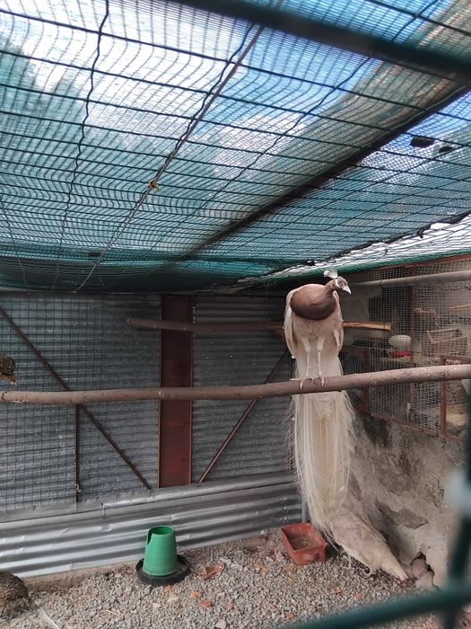 Vendo casal de pavões