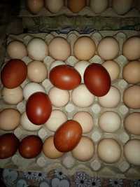 Jaja lęgowe od kolorowych kur