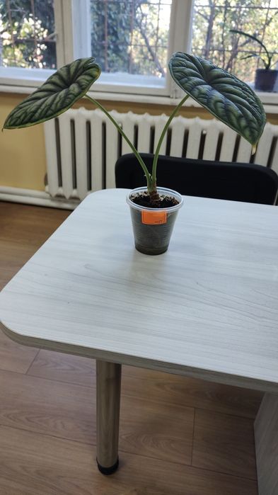 Алоказія Dragon Scale