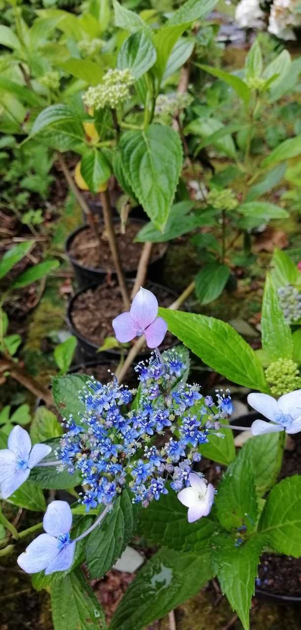 Hortênsias | Granjas | Hidrângeas - plantas em vaso