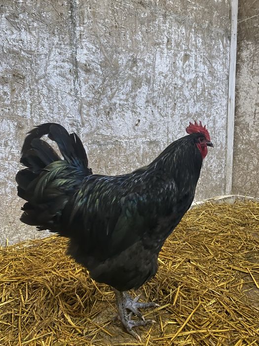 Jaja lęgowe AUSTRALORP czarny