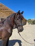Cavalos Frísio 3 anos
