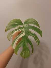 Szczyt - monstera variegata