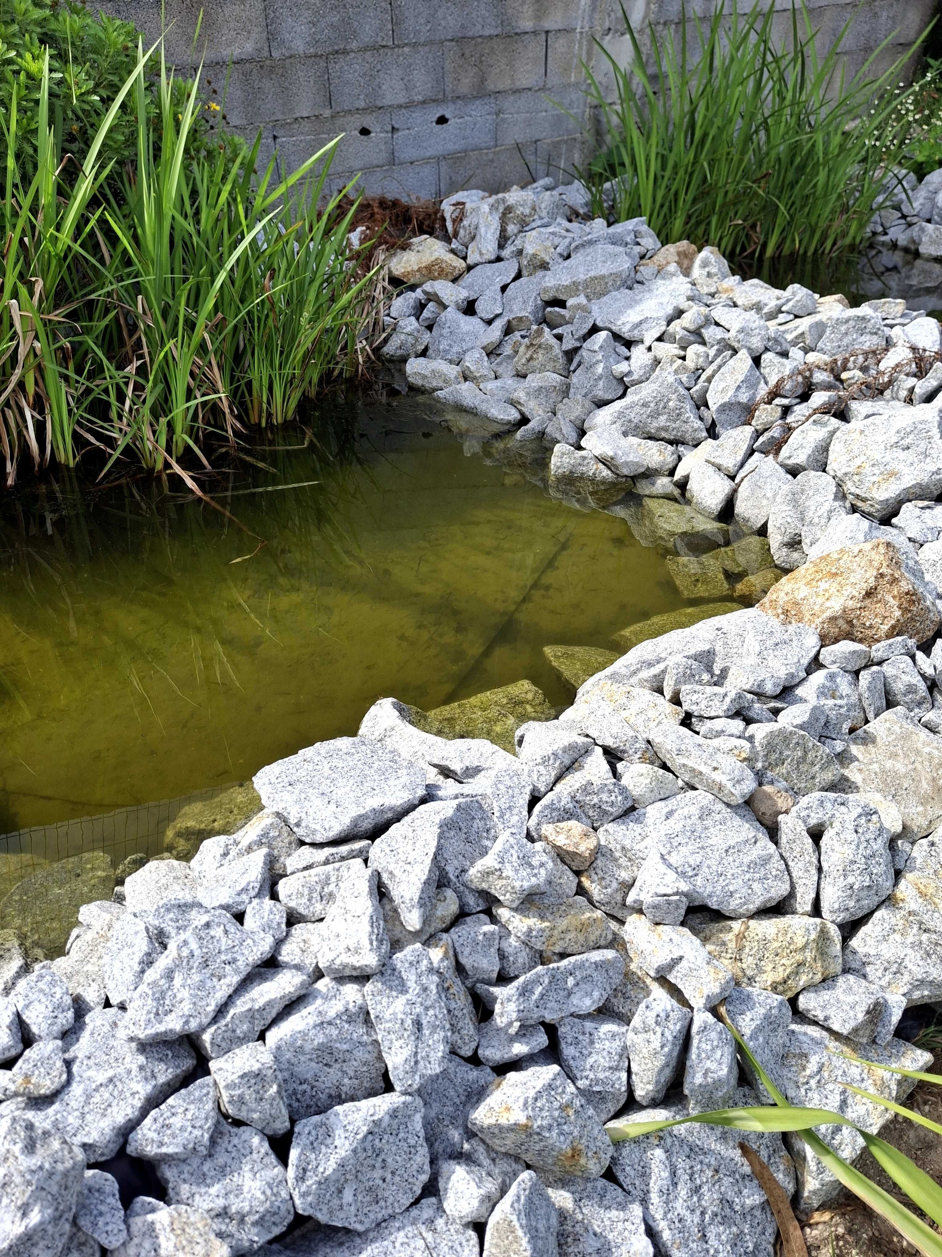 Peixes de lago e aquário