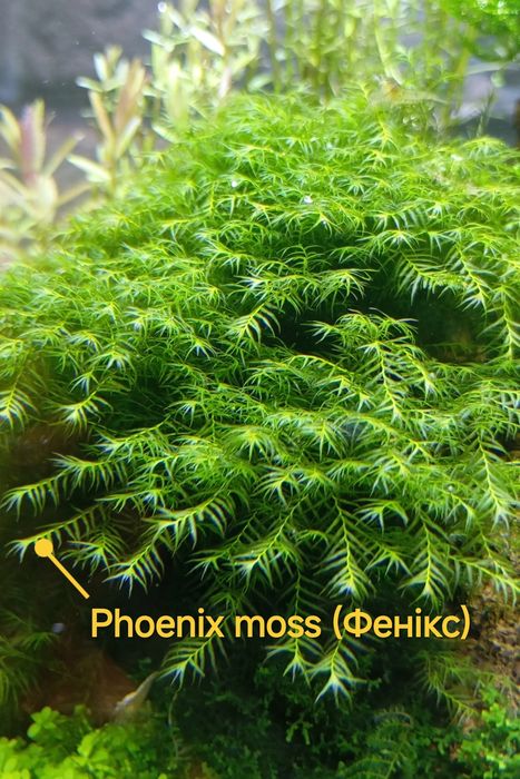 Акваріумний мох — 3 популярні види