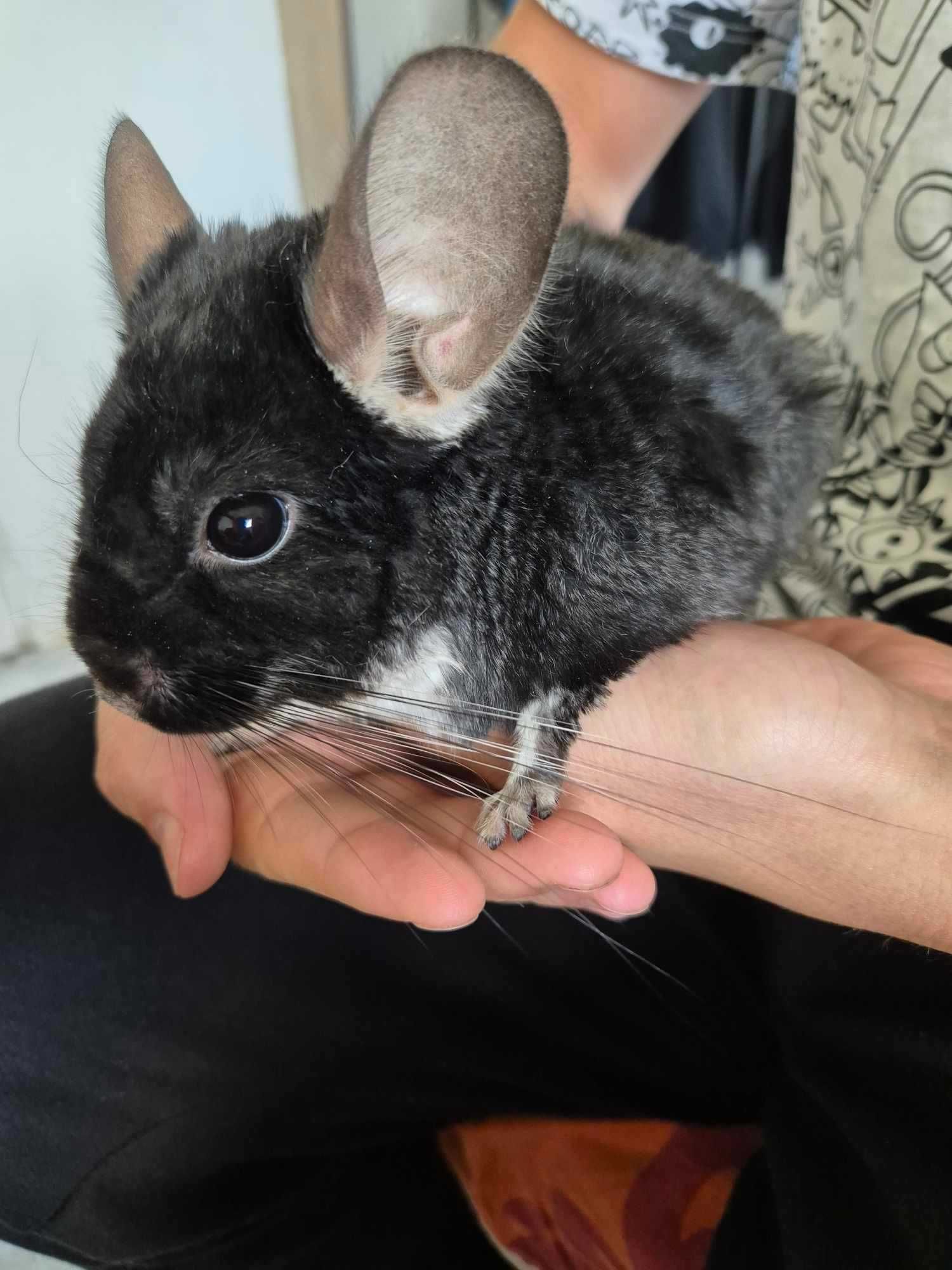 Trzy szynszyle do Adopcji
