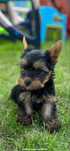 Yorkshire Terrier
