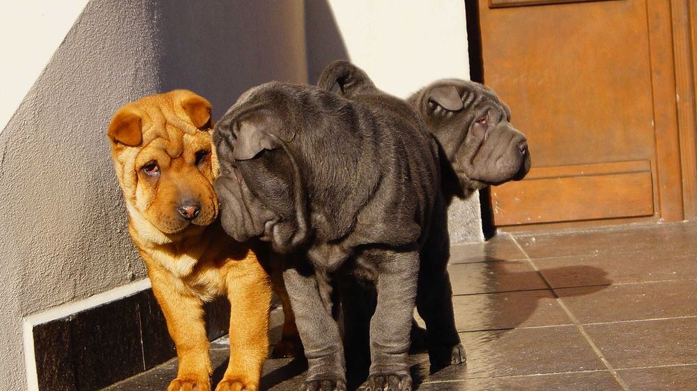 Eva ruda sunia Shar Pei z rodowodem rodzice FCI - importowani