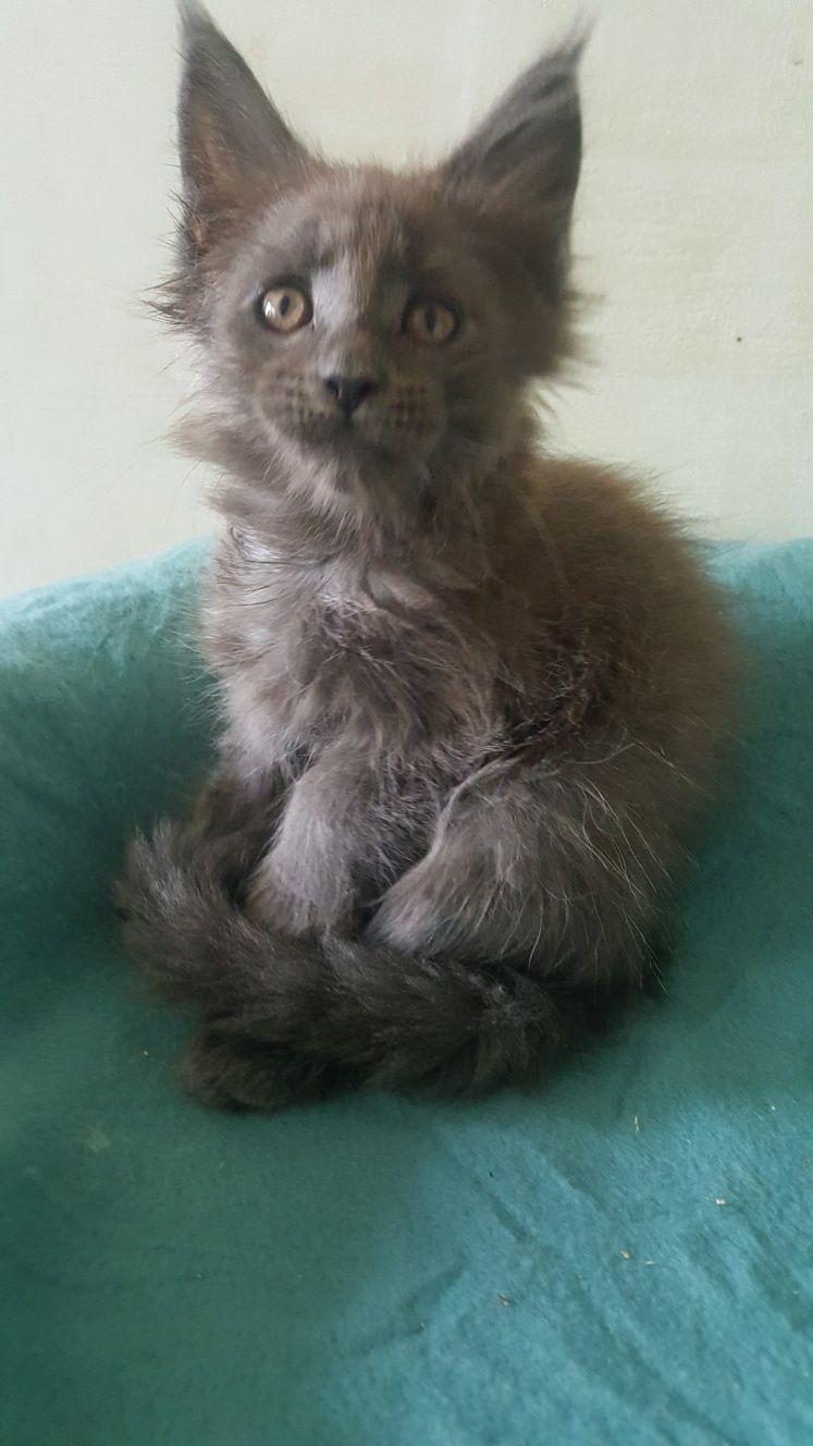 Koteczka Maine Coon