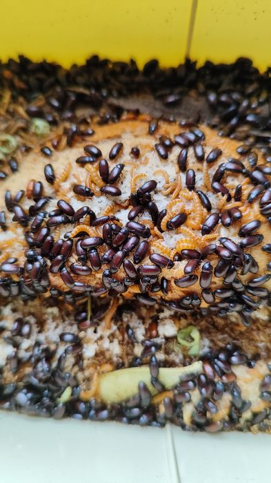 Жук знахарь / мини мучник, кормовая культура